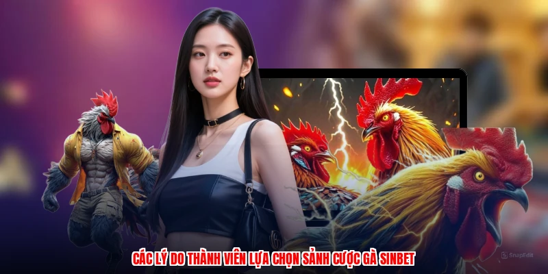 Các lý do thành viên lựa chọn sảnh cược gà SINBET
