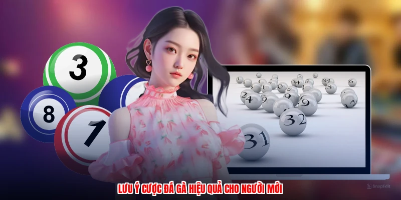 Lưu ý cược đá gà hiệu quả cho người mới