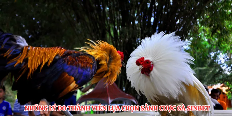 Những lý do thành viên lựa chọn sảnh cược gà SINBET