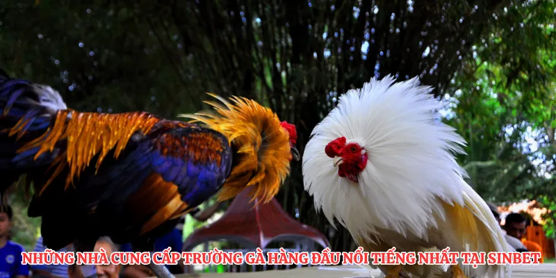 Những nhà cung cấp trường gà hàng đầu nổi tiếng nhất tại SINBET