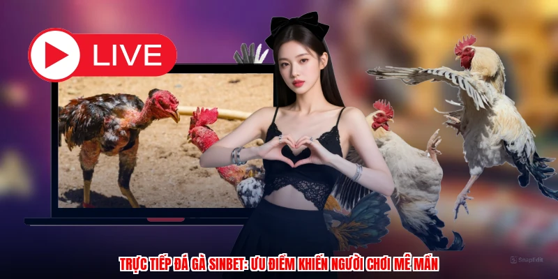 Trực Tiếp Đá Gà SINBET: Ưu Điểm Khiến Người Chơi Mê Mẩn