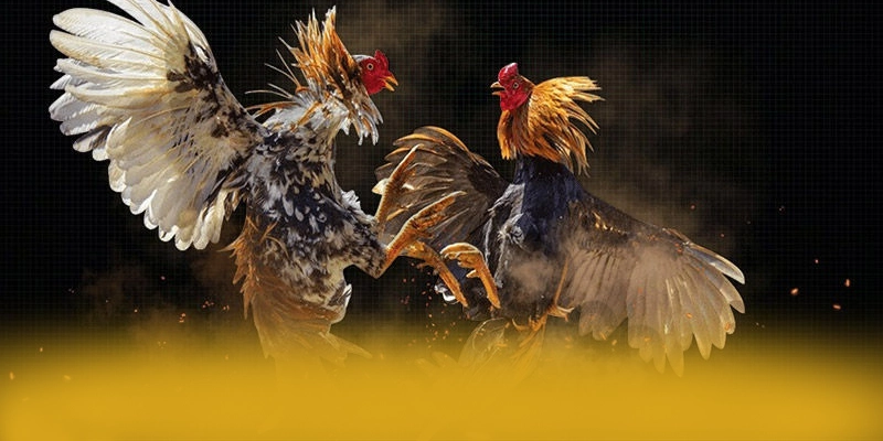 8XBET - Kết luận dành cho người chơi.